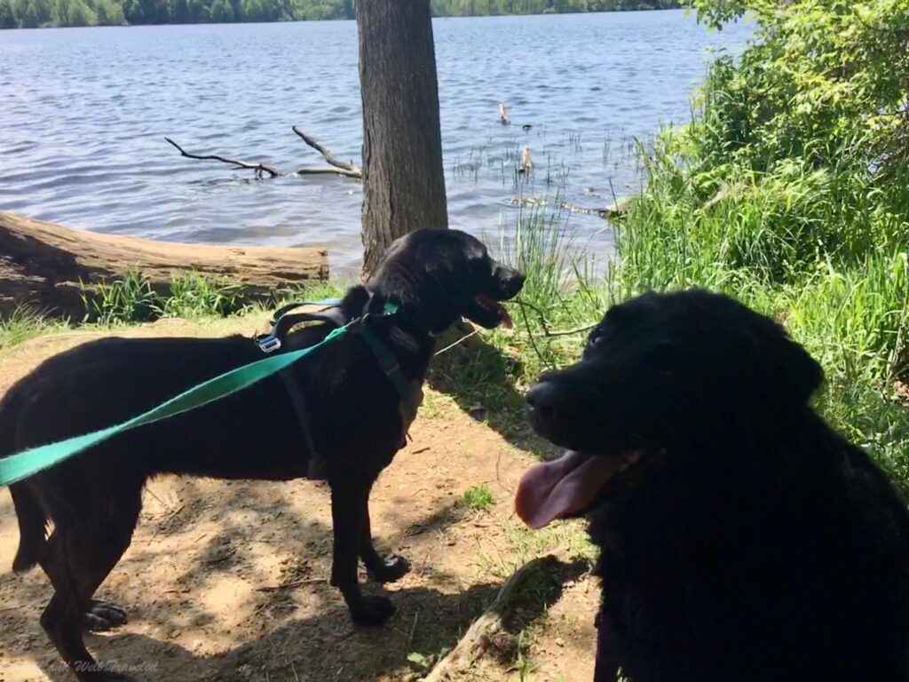 Two black dogs by the lake. Dog-friendly travel