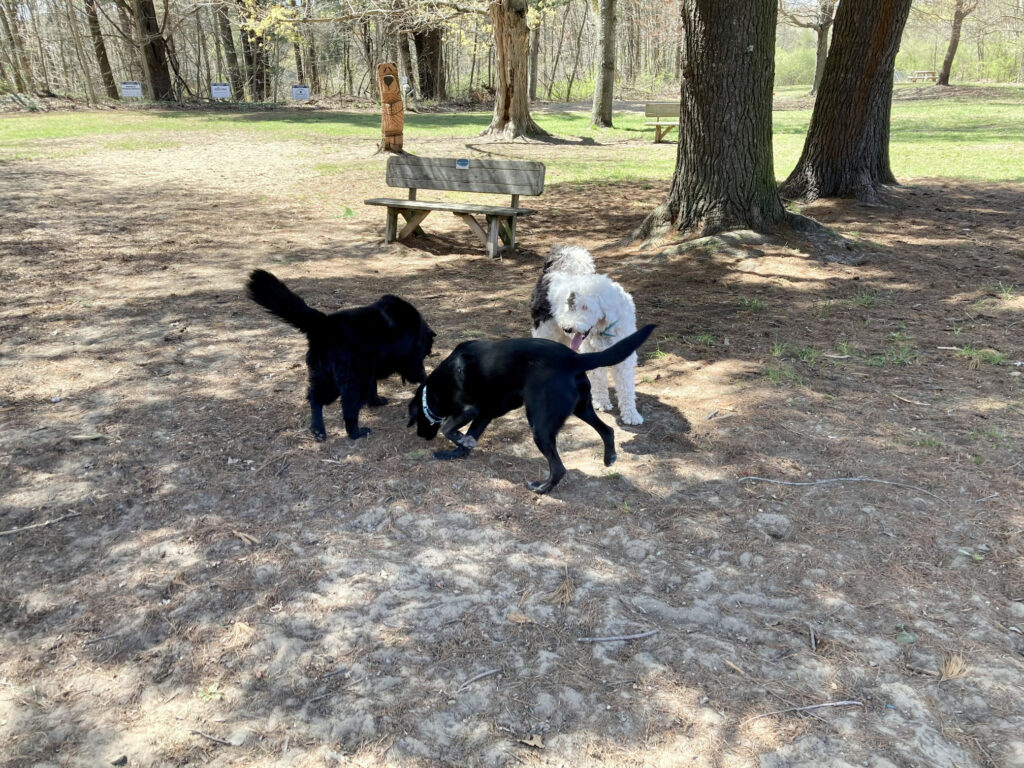 Saugatuck Dog Park