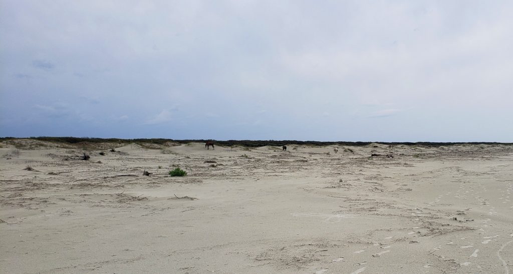 Wild horses grazing at Cumberland Island National Seashore's beach