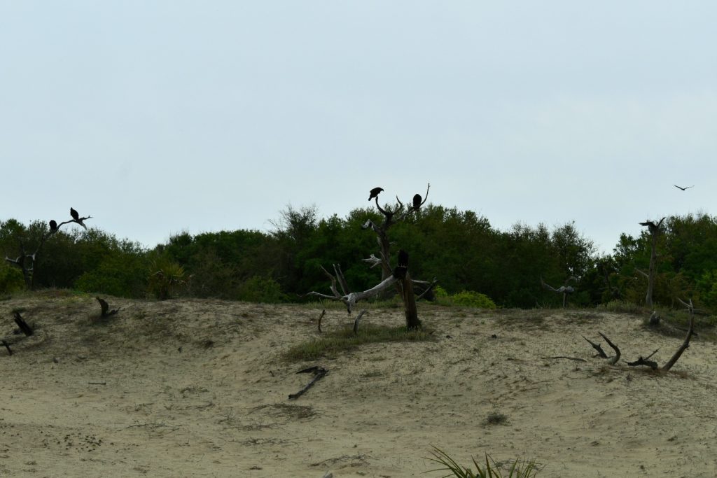 Cumberland Island Dunes