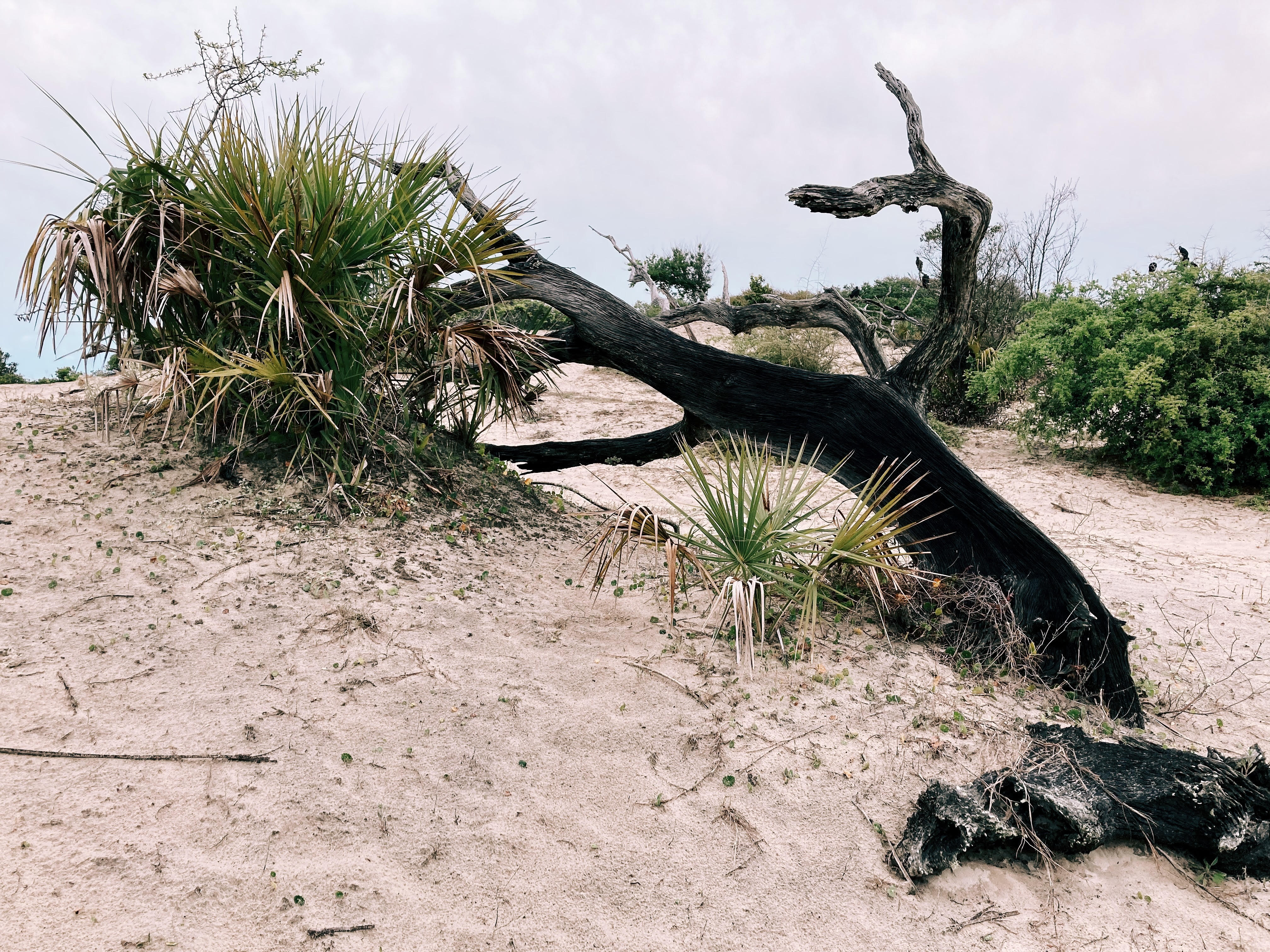 Tree at Cumberland Island Dunes