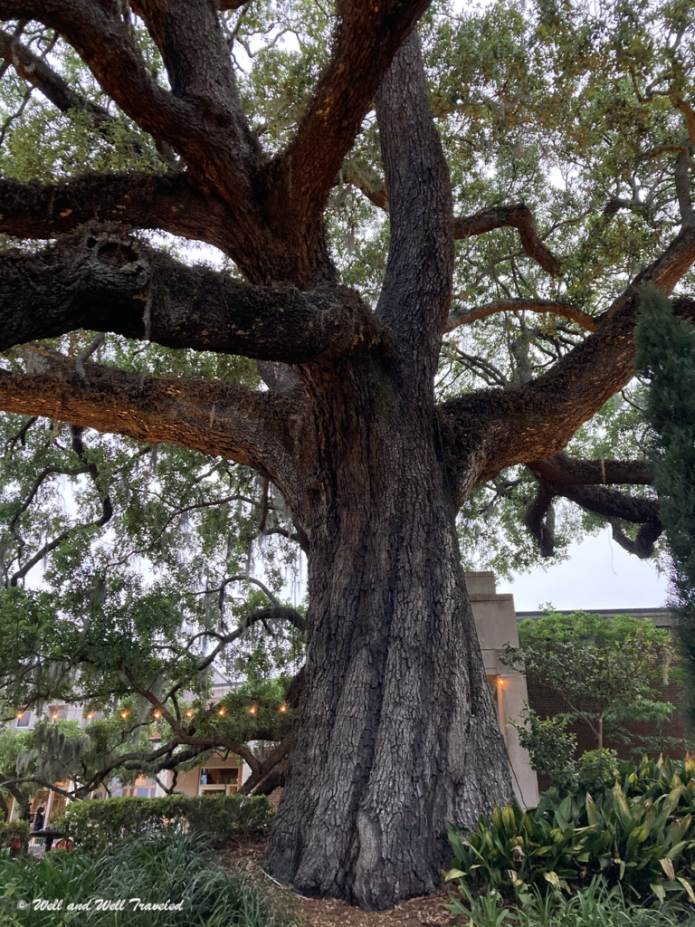 Cummer Museum Garden's in Jacksonville, Florida- one of many Jacksonville attractions