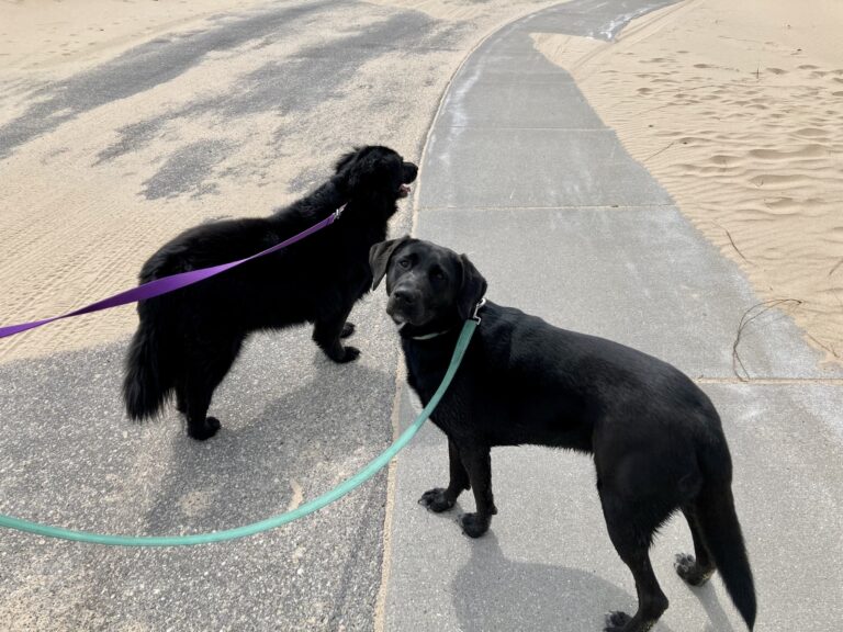 DogFriendly West Michigan Muskegon, Holland, and Saugatuck Well and