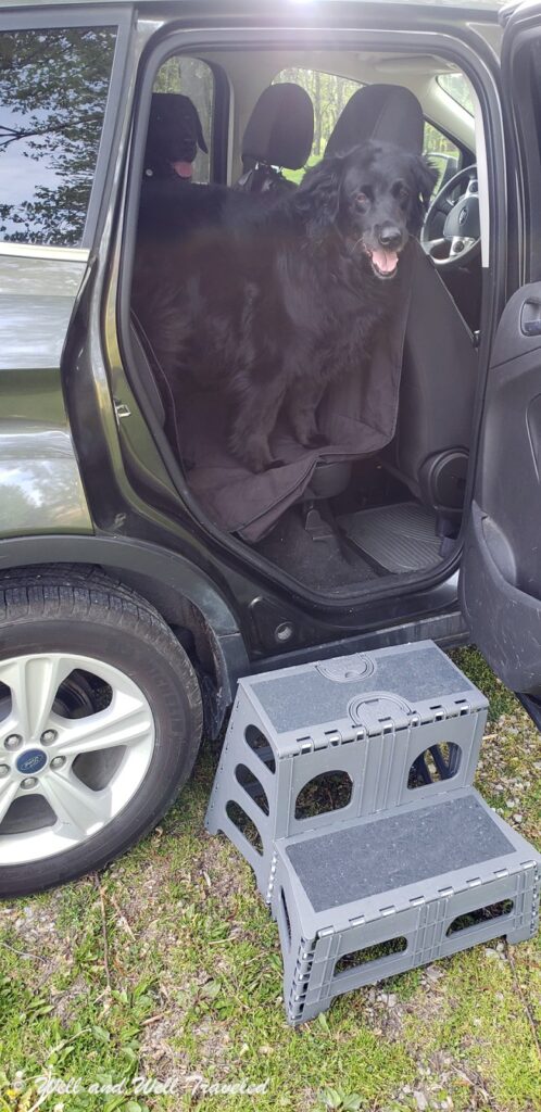 Older dog getting in an SUV using the fold up stairs that we use when traveling with dogs