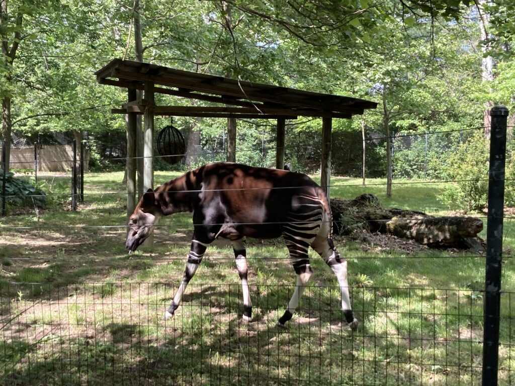 Okapi Walking Along at the Columbus Zoo