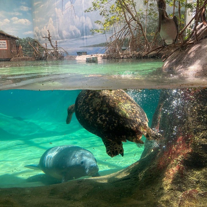 A manatee looking at a turtle swimming above him