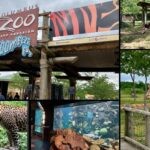 A collage of pictures from the Columbus Zoo- giraffe, leopard, and shark, all on the Chicago to DC road trip