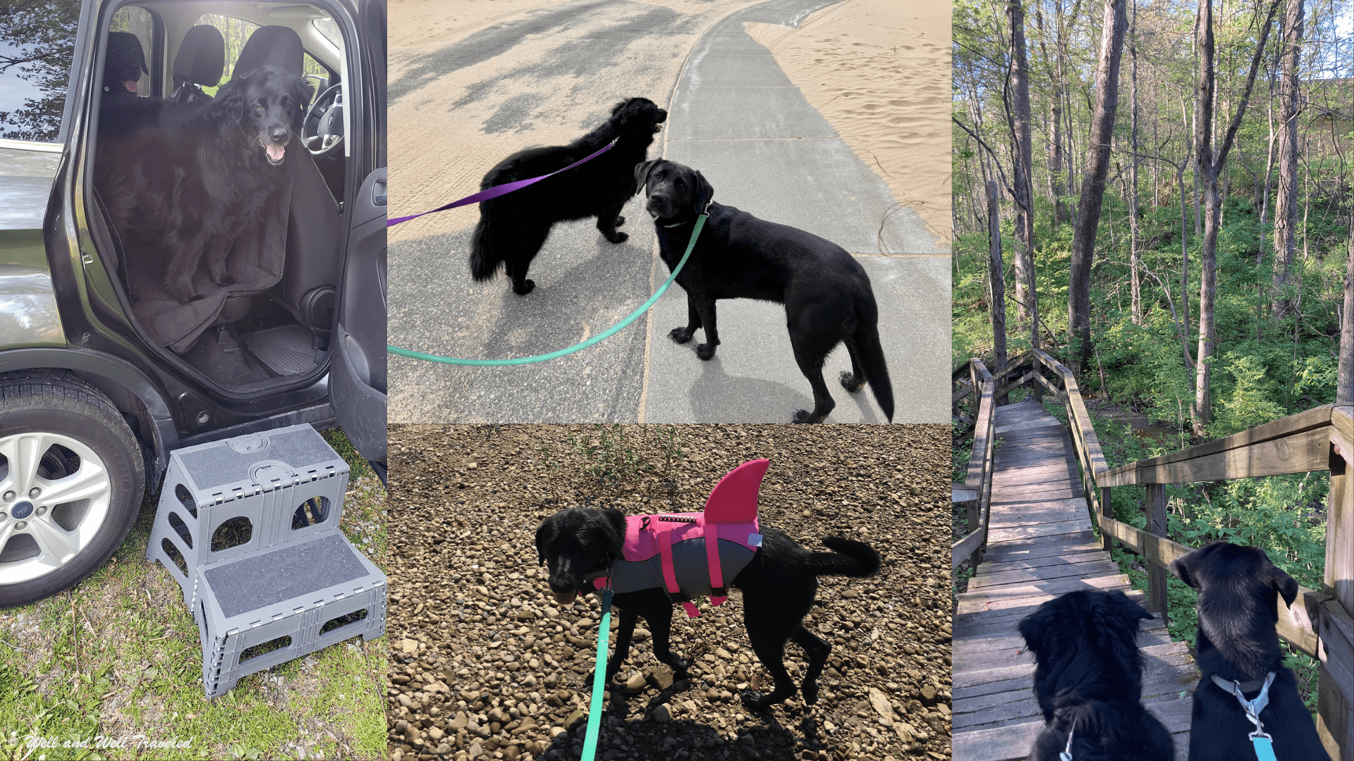 Dogs getting in the car, dogs taking a walk on the beach, dog swimming, and dogs on hiking trails