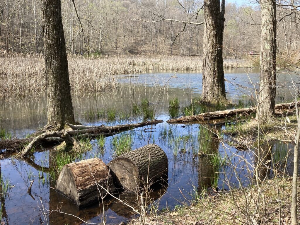 Blue water with trees and grass growing out of the water