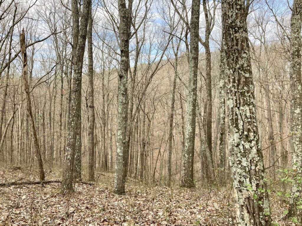 A wooded area with hills in the distance