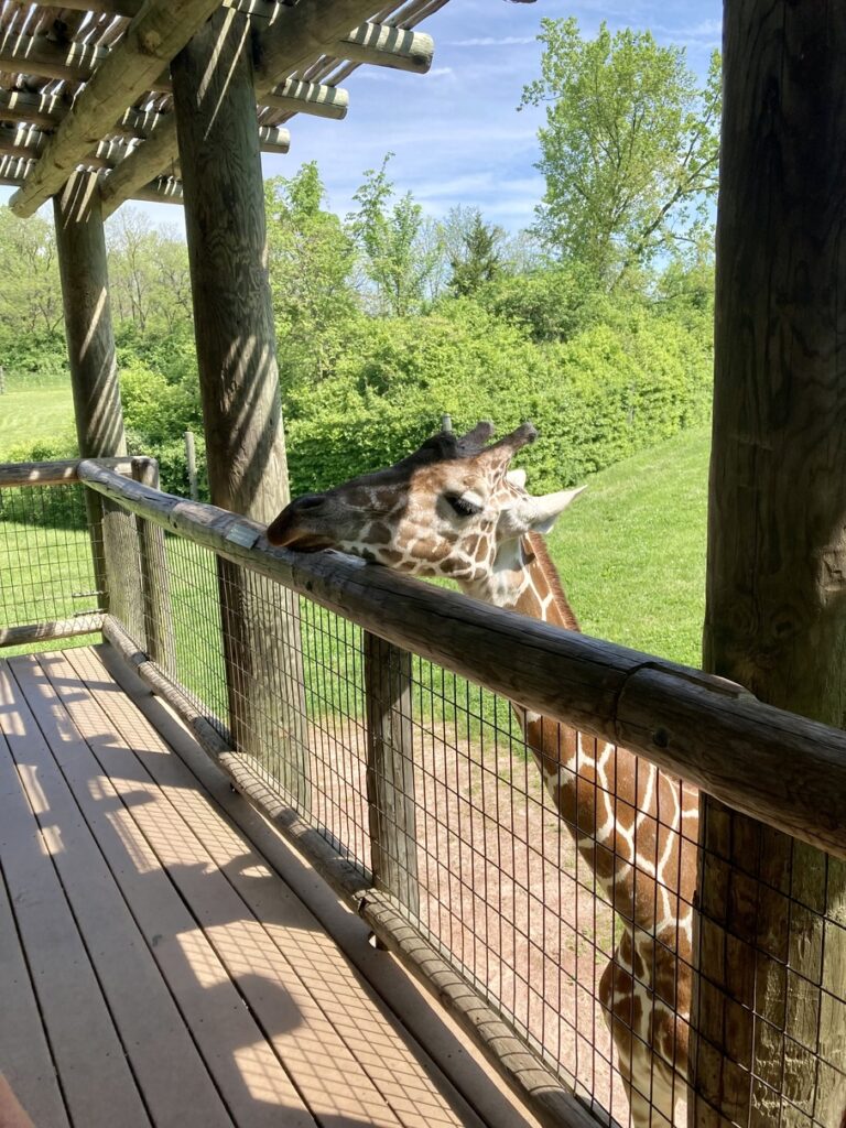 A giraffe waiting for food at the Fort Wayne Children's Zoo