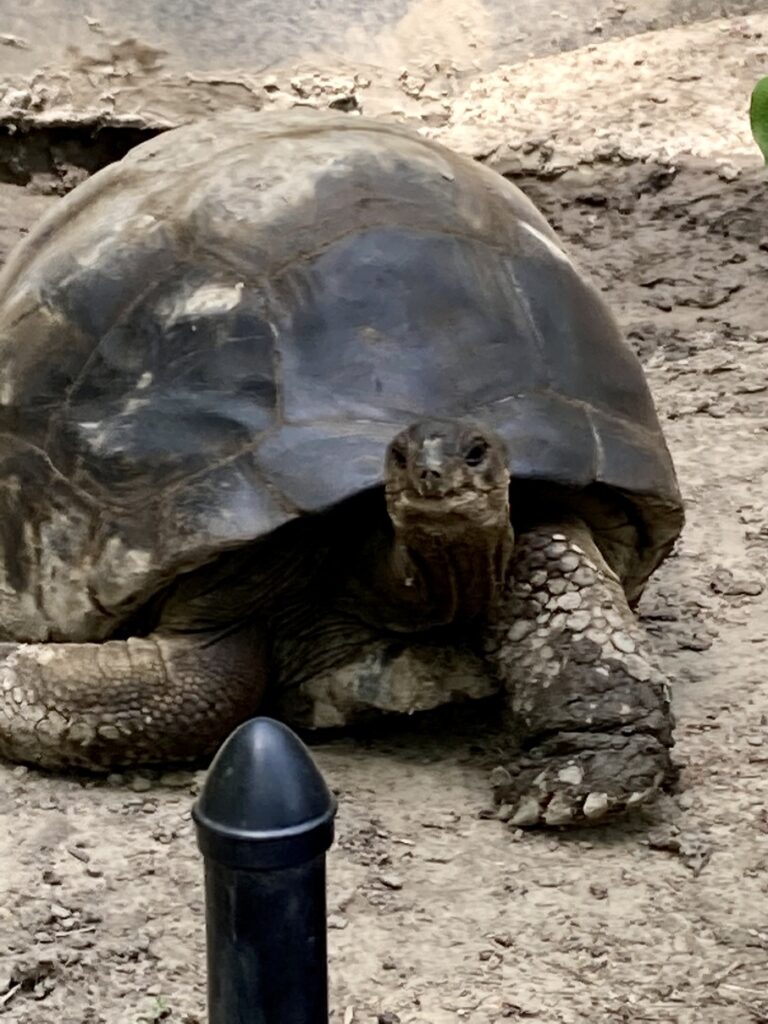Tortoise at the Fort Wayne Children's Zoo
