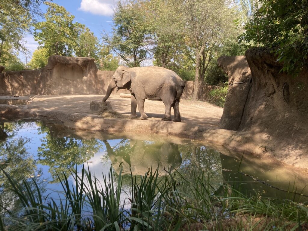 An elephant behind a pool of water.
