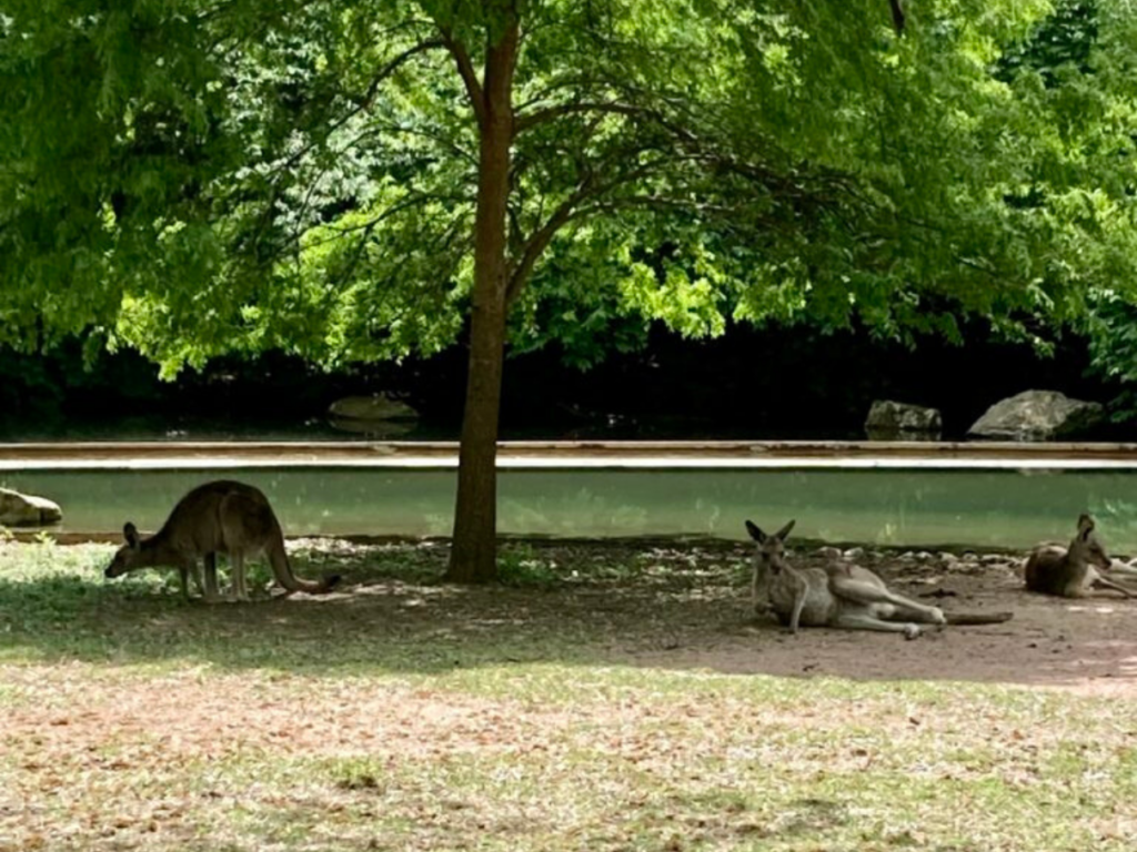 Kangaroos at the Fort Wayne Children's Zoo