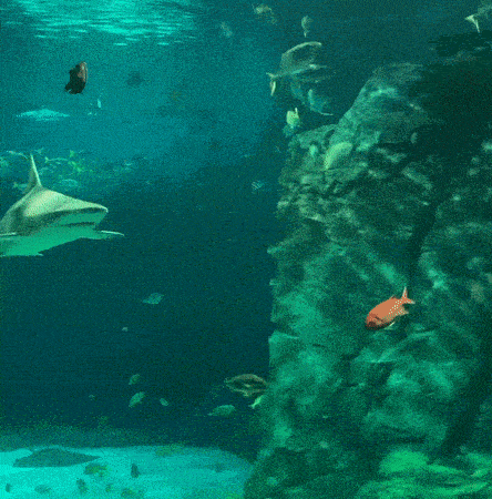 A shark and fish swimming in a tank at the St. Louis Aquarium, one of many family-friendly attractions in St. Louis