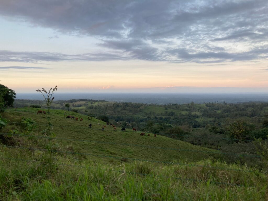 Sun setting over a grassy field with cows in the distance