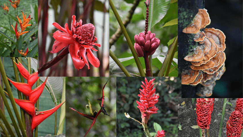 Several red, pink, and orange flowers as well as some mushrooms on a tree in a collage at Arenal Hanging Bridges in Costa Rica while visiting Arenal Volcano