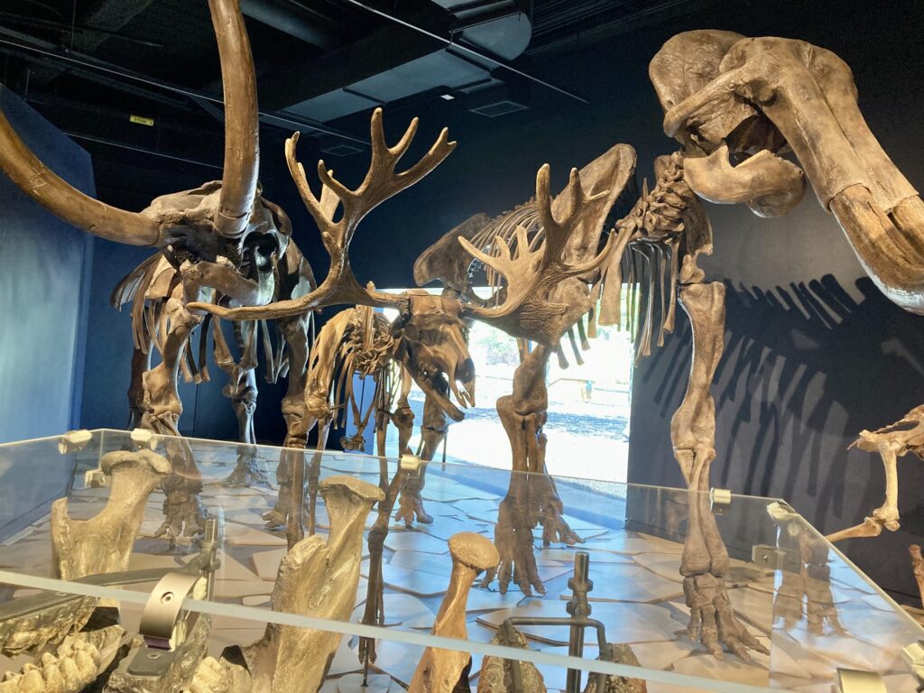 The Indiana State Museum has a floor dedicated to scientific discoveries, including fossils from mammoths and mastodons found in Indiana, just one of many things to do in Indianapolis