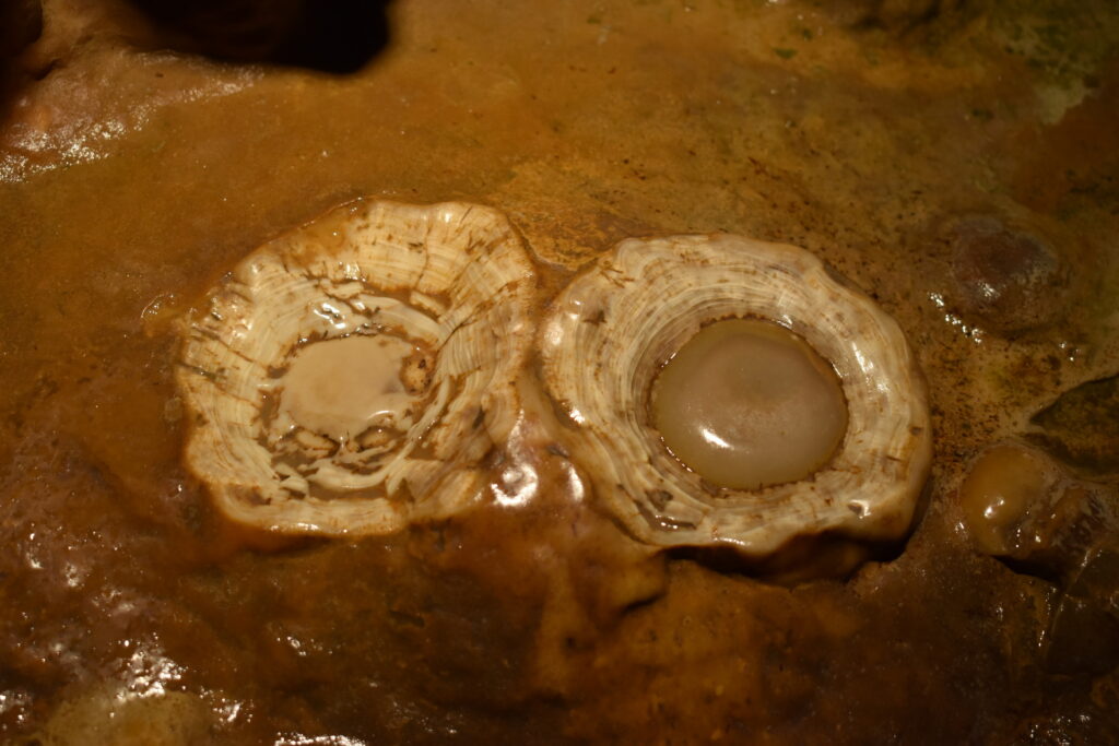 One of many pretty amazing photos of Luray Caverns' fried eggs