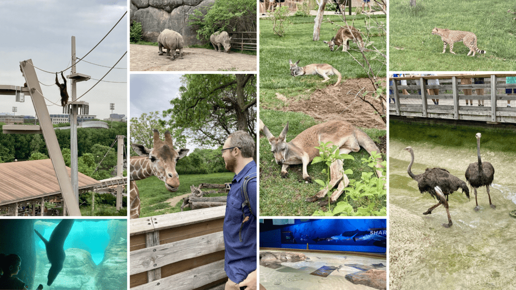 Pictures of the Indianapolis Zoo including an orangutan shuffling across a cable, a giraffe feeding, kangaroos, ostriches, and more.