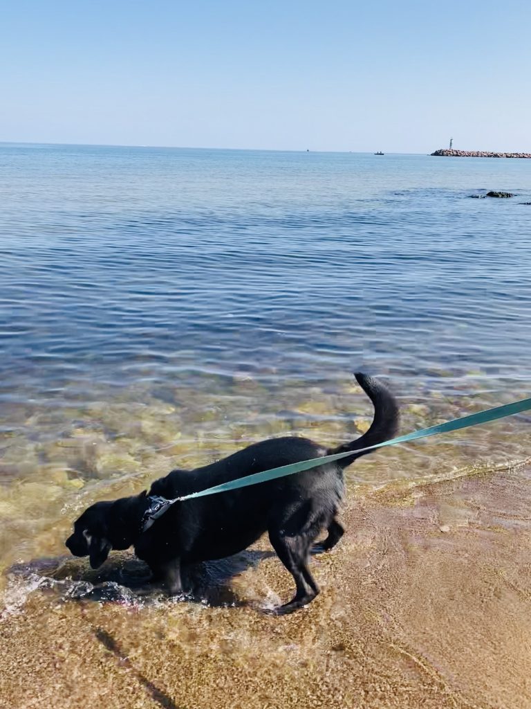 A dog standing in the water at Indiana Dunes National Park