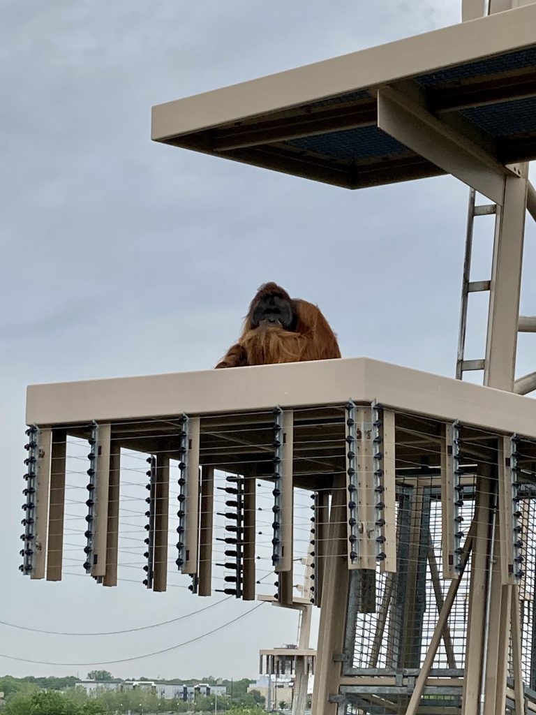 An orangutan on a platform above the Indy Zoo looking at the camera on a gondola.