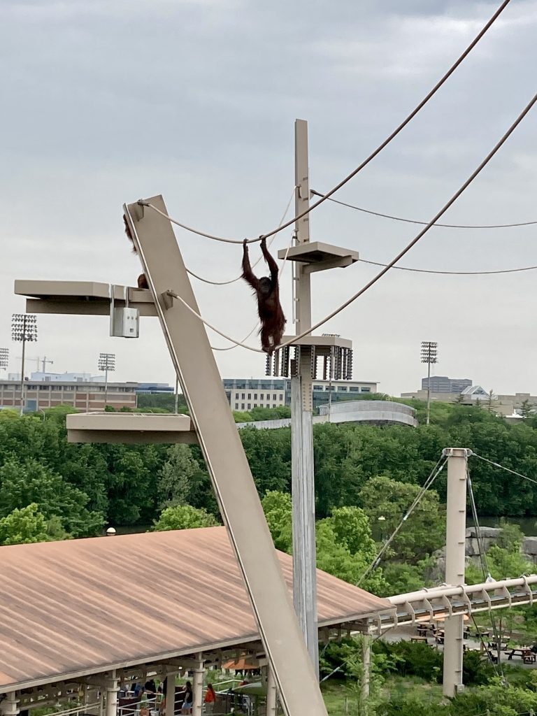 A brave orangutan shuffling across the cables high above the Indianapolis Zoo