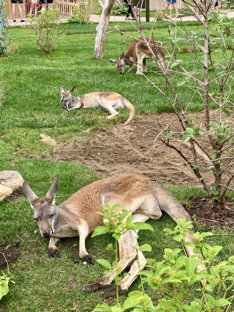 Kangaroos laying down in a row at the Indianapolis Zoo