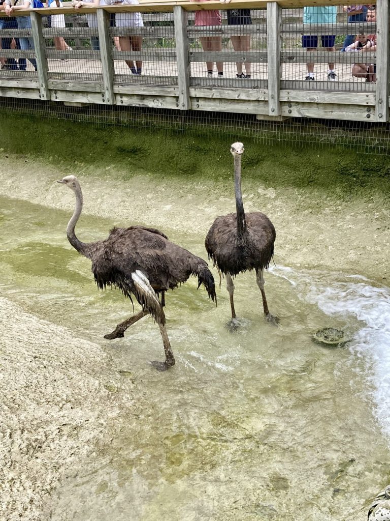 Ostriches playing in a pool of water at the Indianapolis Zoo
