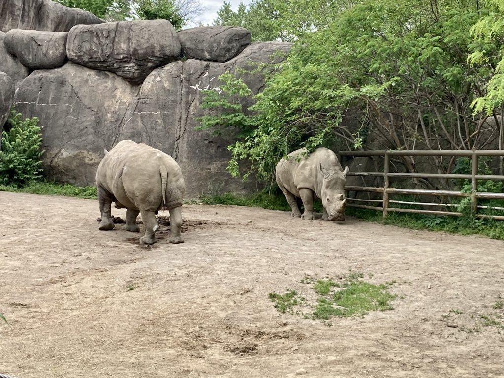 Rhinos standing in front of a rock wall at the Indianapolis Zoo in downtown Indy