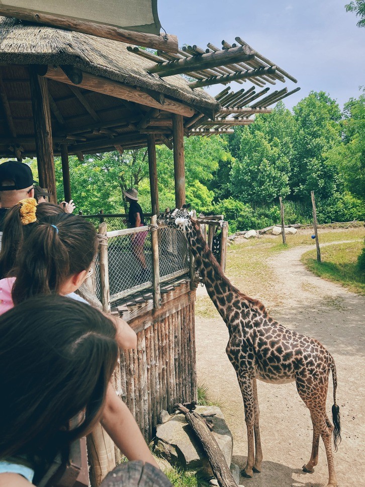 A giraffe feeding at the Cincinnati Zoo