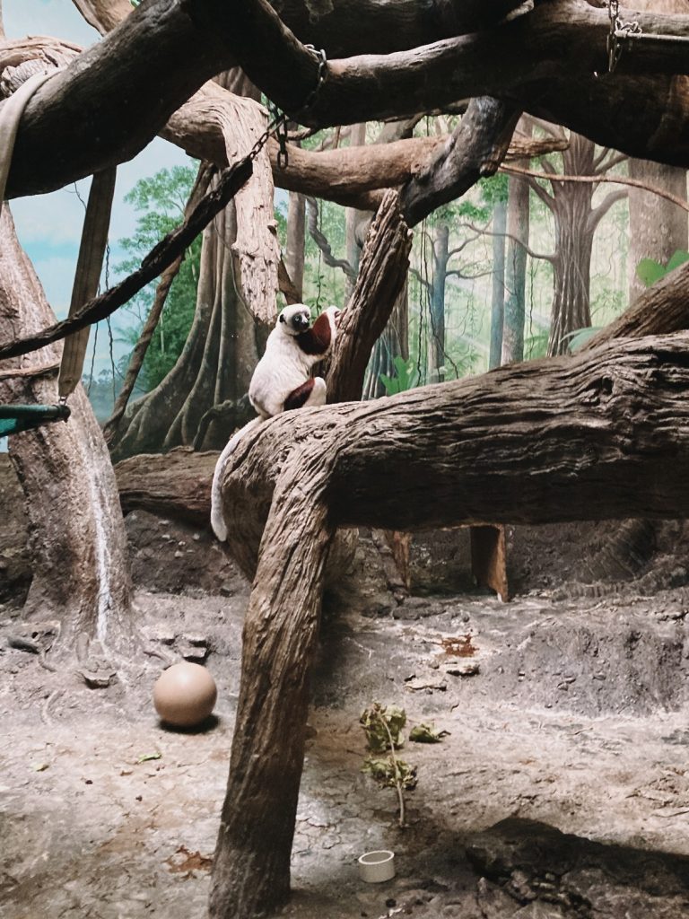 Coquerel's Sifaka at the Cincinnati Zoo