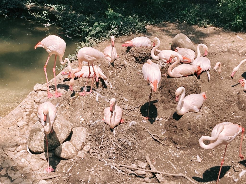 Flamingos laying and caring for their eggs