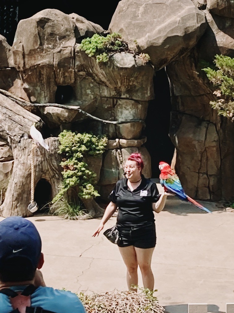 A macaw perched on the handlers hand at the Cincinnati Zoo