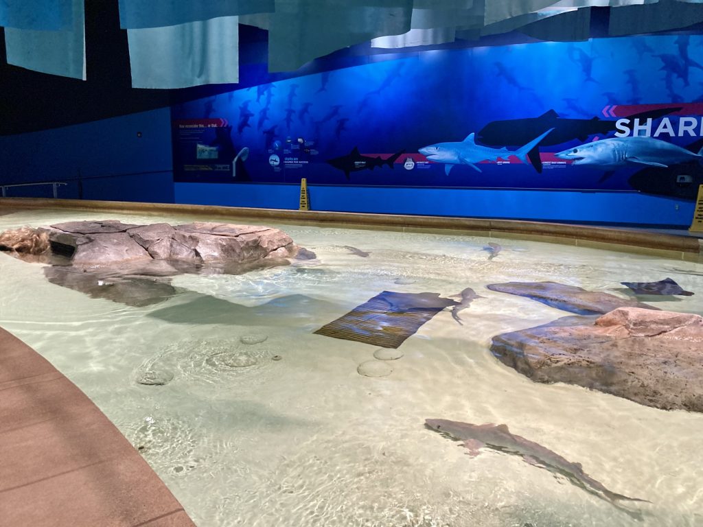 A pool of stingrays and small sharks at the Indianapolis Zoo with places for kids to stand next to the ledge