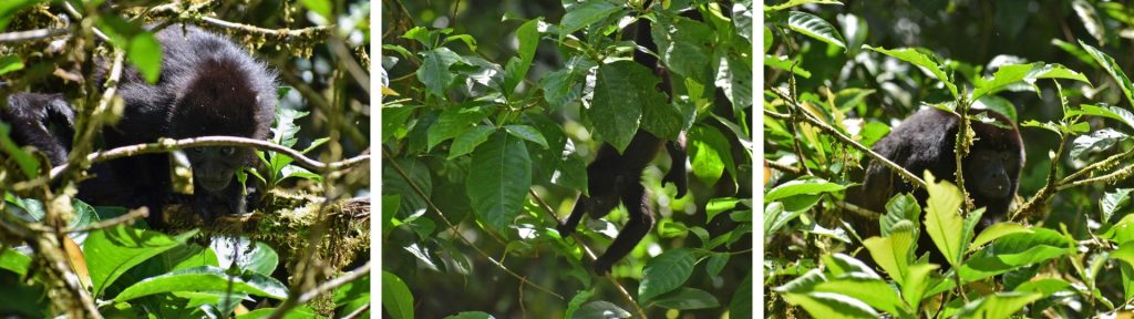 A baby and mother monkeys in the trees at Arenal Hanging Bridges in Costa Rica