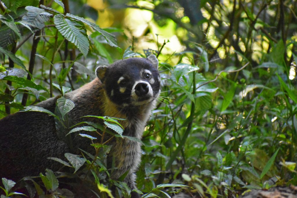 A coatimundi at Arenal Hanging Bridges in La Fortuna, Costa Rica