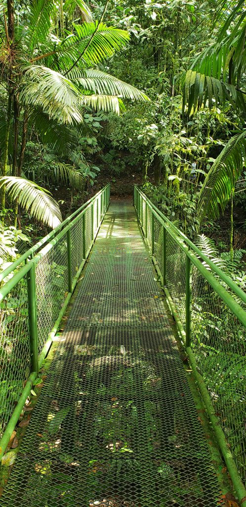 A metal bridge and pathway at Mistico Arenal Hanging Bridges with lots of greenery surrounding it.