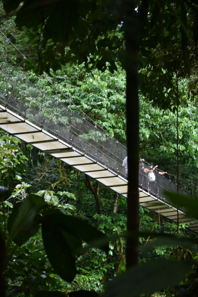 A hanging bridge above in the middle of the rainforest at Mistico Arenal Hanging Bridges
