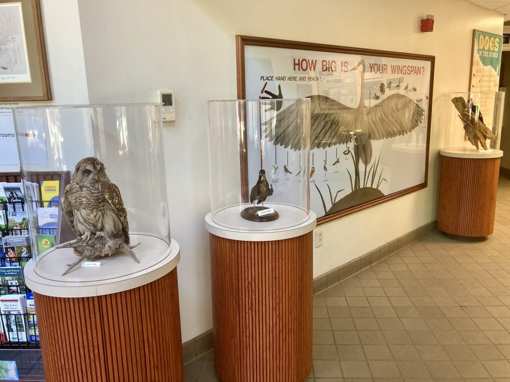 Birds on display at the nature center at Indiana Dunes State Park