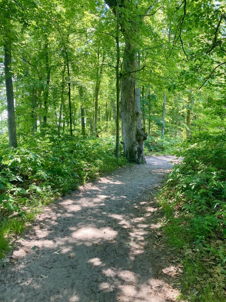 A hiking trail at Indiana Dunes State Park