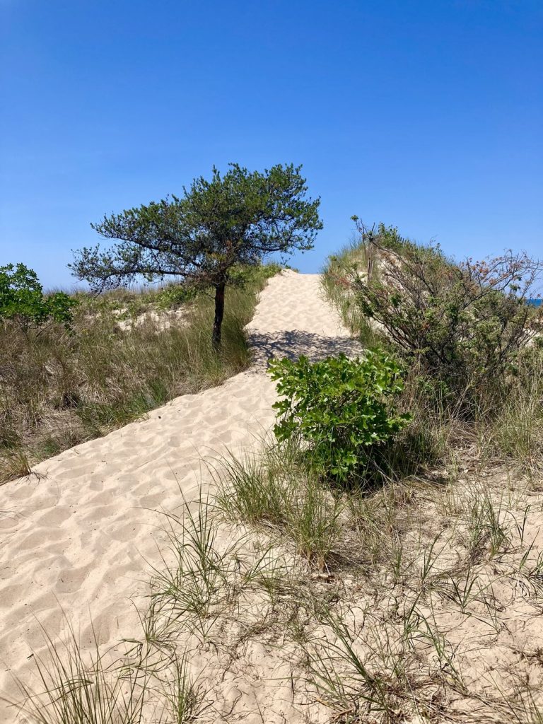 A steep dune trail at Indiana Dunes State Park