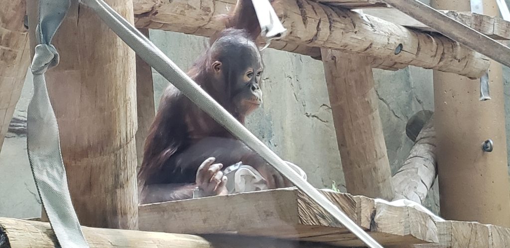 A monkey at the Toledo Zoo on this Chicago to DC Road Trip