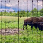 Bison roaming behind a fence at Ouabache State Park (Indiana)