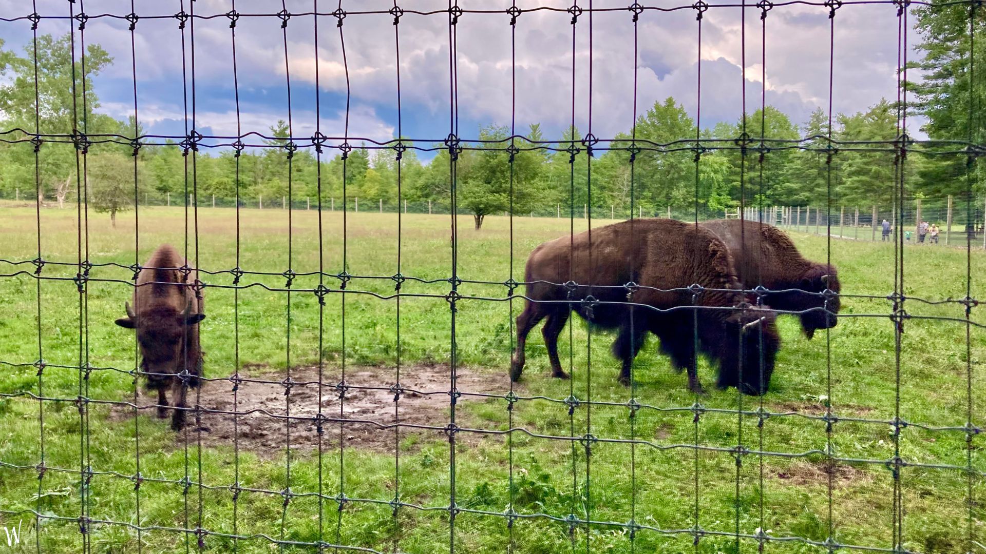 Bison roaming behind a fence at Ouabache State Park (Indiana)