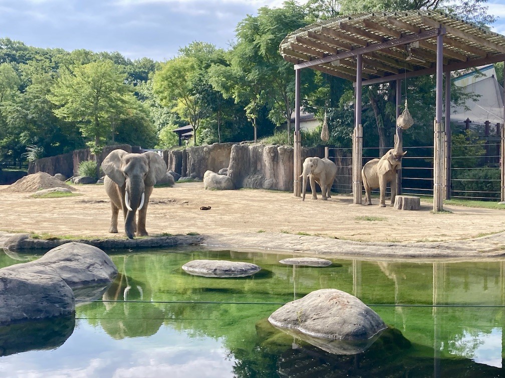 Elephant Crossing Area at the Cleveland Zoo with three elephants in the photo