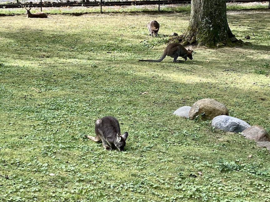 Wallabies in an open field