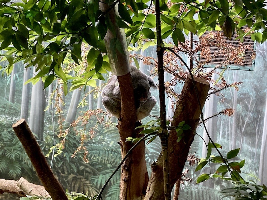 A koala asleep in a tree at the Cleveland Zoo