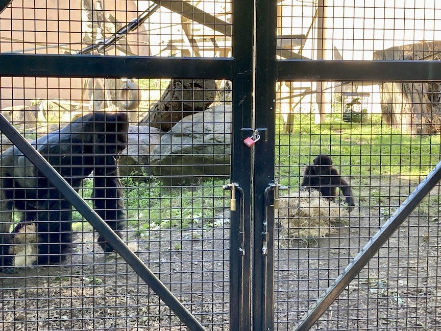 A family of gorillas playing with hay at the zoo