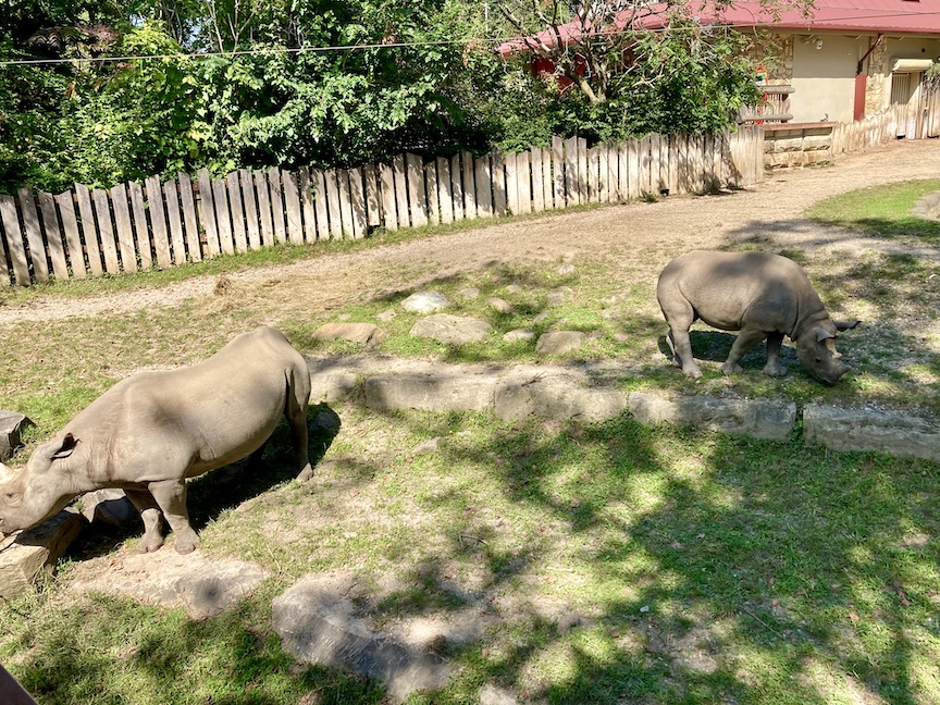 A mother and baby rhino at the Cleveland Zoo